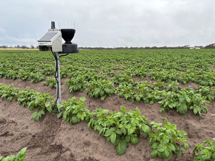 Mini+ data logger in potato crop